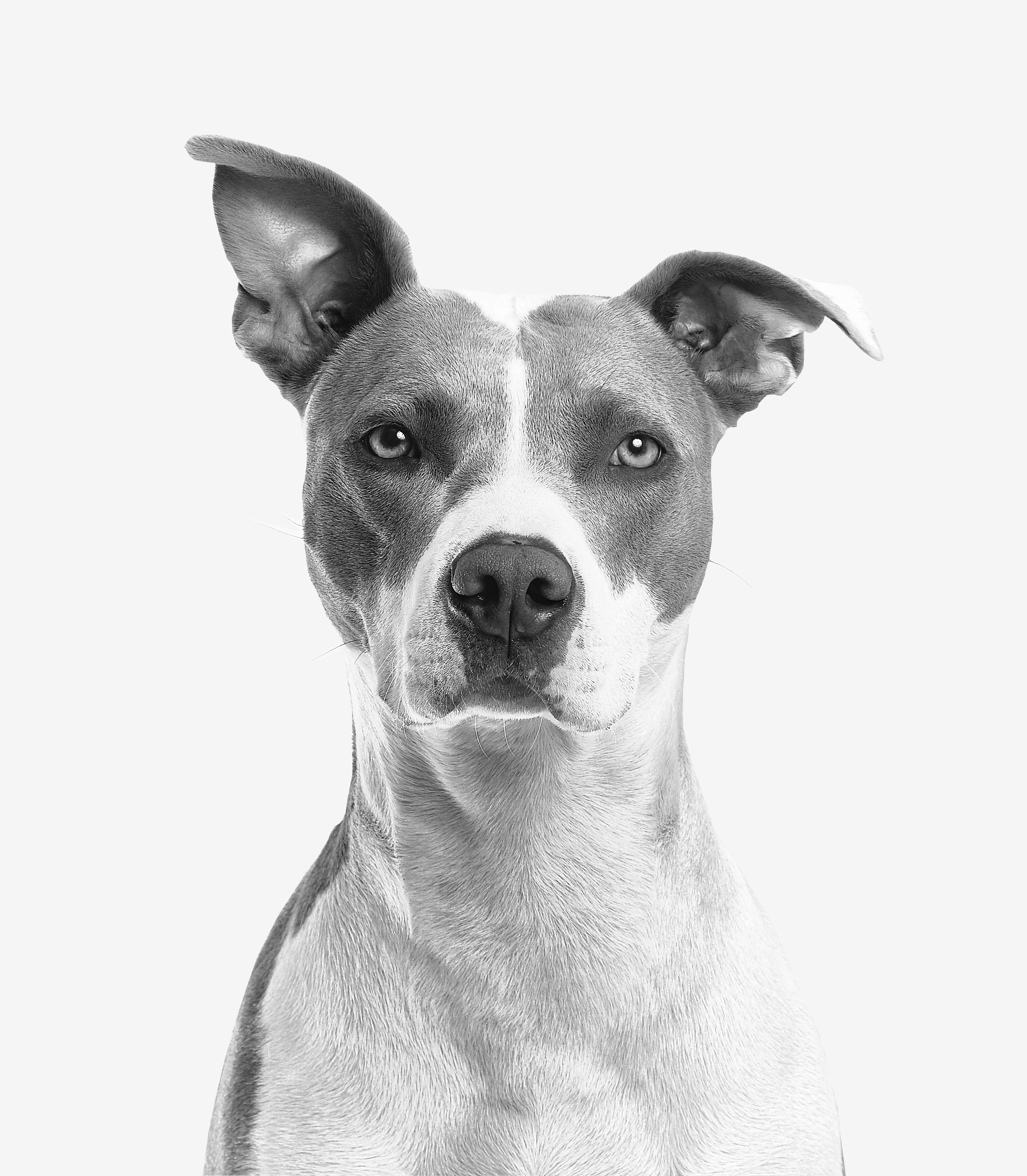 Svarthvitt-bilde av terrier