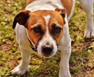 Terrier som ser mot kamera